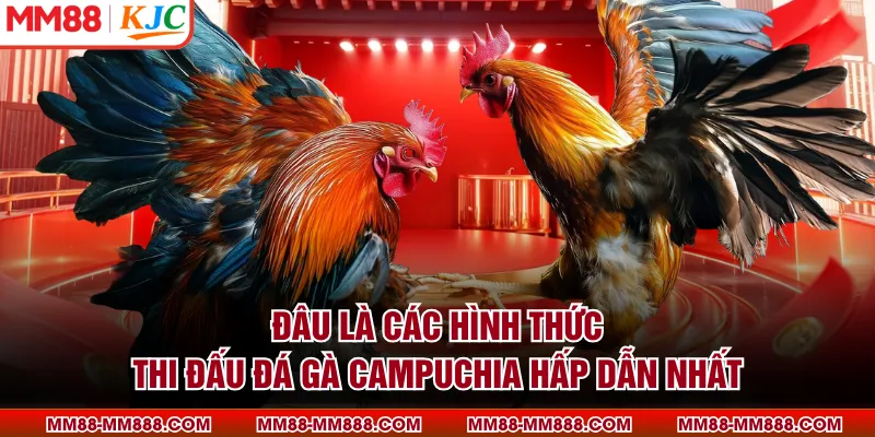 Đâu là các hình thức thi đấu đá gà Campuchia hấp dẫn nhất